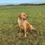Nellie The Golden Retriever - @nell_golden_retriever - Instagram
