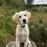 Nellie the Golden Retriever 🤍 - @nelliethegoldenretriver - Instagram