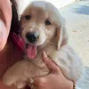 NellieTheGolden - @nellie_thegolden - TikTok