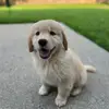 Nelli’s Tiktok - @nelli_the_golden - TikTok