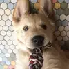 Nellthegolden - @nellthegolden - TikTok