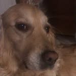 Nelly Milde - @nelly.the.goldenretriever - Instagram