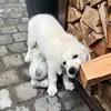 Nelly the Golden - @nelly.the.golden - TikTok