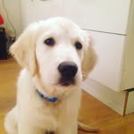 Nelly_The_Golden_Retriever - @nelly_the_golden_retriever - Instagram