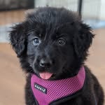 Nelly the Golden Shepherd - @nelly.thegoldenshepherd - Instagram