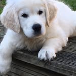 Princesses Nella Tasha & Abbie - @princessnella.goldenretriever - Instagram