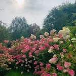 @nell_harvey_counselling - Instagram
