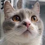 Nell_Key_My - @nellkey.cats - Instagram