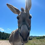 Miss Nell - @nell_long_ears - Instagram