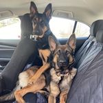 Nell & Murphy - @nell_and_murphythek9s - Instagram