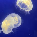 Nell Stanton - @nell_marinebio - Instagram