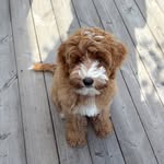 Nellie walden - @labradoodlenelliewalden - Instagram