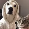 1MinuteNotLaugh - @nelliearmstrong19832 - TikTok