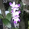 nellie_armstrongaudr - @nellie_armstronga - TikTok