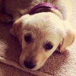 Nellie Bailey - @nellie_bailey_puppy - Instagram