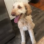 Nellie 🐾 - @nellie_barker_ - Instagram