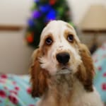 Nellie Barker - @boheimian_rhapsody - Instagram