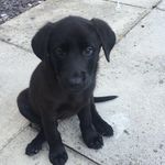 nellie - @nellie_black_lab - Instagram