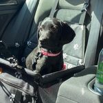 Nellie - @nellie_blacklabrador - Instagram