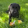 Nellie - @nellie_the_black_lab - TikTok