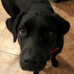 🐶NELLIE MAY🐶 - @nelliebrooks_9 - Instagram