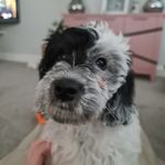 Nelly Case - @nelly_the_hungry_cockapoo - Instagram