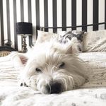 Ellie, Casper & Polo 🇬🇧 - @baileycow - Instagram