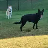 Nellie & Casper - @meganwishon913 - TikTok