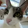 Ellie Chang - @ellie.chang7 - TikTok