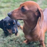 Chase an nellie - @chase_and_nellie - Instagram