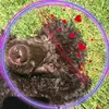 🦮Chase🦮 🐩Nellie🐩 - @the.super.doggos - TikTok