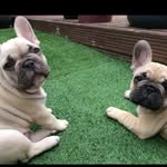 Nelly & Chase - @frenchie.twins - Instagram