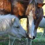 Nellie Coe - @cricklecreek_equestrian - Instagram