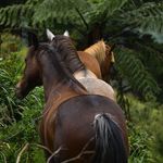 ~Nellie Coe~ - @nellie_equestrian - Instagram