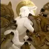 nellie_conrads - @nellie_conrads - TikTok