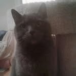 Nellie Cote - @miss_nellie_cat - Instagram