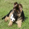 Nellie Côté  - @nellie.cote - TikTok