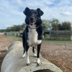 Nellie - Collie Cross Rescue - @notyouraveragecollie - Instagram