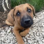 Nellie - @nellie.thelurchercross - Instagram