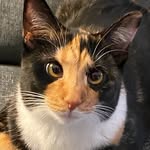 Nellie - @nellie_the_crosseyed_kitty - Instagram