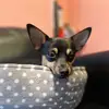 Nellie the chi - @nelliethechicross - TikTok
