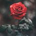 Nellie Dean - Facebook