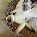 Nellie Edelman - @nelliesdeli_sutherlin_oregon - Instagram