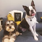 Fisher + Nellie - @fisherandnellie - Instagram