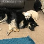|~|Flash+Floyd+Nellie|~| - @flashfloydandnellie_the_dogs - Instagram