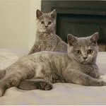 Nellie & Florence Fox - @nellie_florence_bsh - Instagram