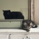 Nellie and Fox - @nellieandfox - Instagram