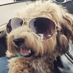Nellie Fox - @nellie_the_yorkipoo - Instagram
