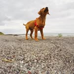 Nellie Fox Red - @nellie_the_elegant - Instagram