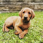 Nellie_foxredlab - @nellie_foxredlab - Instagram